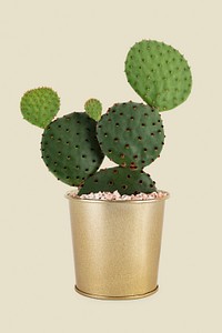 Bunny ears cactus mockup psd indoor plant home decor