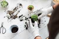 Houseplant repotting DIY gardening activity for plant parents