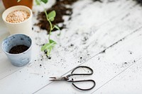 DIY gardening scissor on soiled table with potted plants