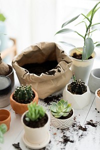 Houseplant gardening soil in a paper bag