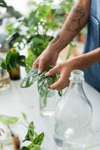 Man water propagating his houseplants