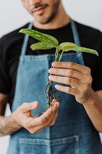 Plant nursery worker holding an uprooted plant