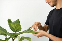 Man cleaning the leaf of potted plant