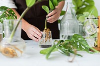 Woman water propagating his houseplants