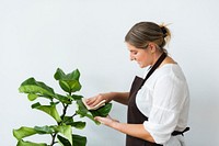 Plant shop owner cleaning the leaf of potted plant