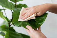 Woman cleaning the houseplant leaf