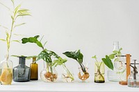 Water propagating houseplants in glass vases