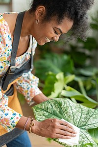 Plant shop owner cleaning the leaf of potted plant