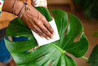 Woman cleaning the houseplant leaf