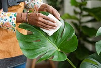 Plant shop owner cleaning the leaf of potted plant