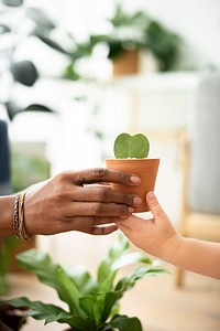 Cute heart plant succulent in a pot