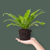 Hand mockup psd holding unpotted bird's nest fern