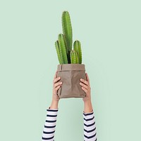 Houseplant cactus in sustainable packaging