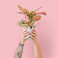 Man's hand holding a colorful potted aglaonema pink lady