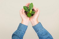 Hands cupping plant mockup psd save the environment campaign