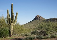A handsome specimen of the saguaro cactus, famous for its uplifted &ldquo;arms,&rdquo; in desert country near Morristown, Arizona. Original image from <a href="https://www.rawpixel.com/search/carol%20m.%20highsmith?sort=curated&amp;page=1">Carol M. Highsmith</a>&rsquo;s America, Library of Congress collection. Digitally enhanced by rawpixel.