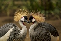 Grey-crowned-crane. Original public domain image from Wikimedia Commons