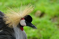 Grey-crowned-crane. Original public domain image from Wikimedia Commons