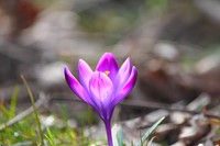 Saffron in Slovenia. Original public domain image from Wikimedia Commons