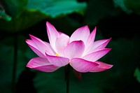 Water lily. Original public domain image from <a href="https://commons.wikimedia.org/wiki/File:Lotus_flower_(978659).jpg" target="_blank">Wikimedia Commons</a>