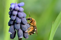 Vertreter der Halictidae auf Muscari neglectum. Original public domain image from Wikimedia Commons