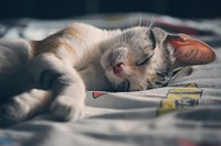 White orange and gray tabby kitten lying on gray textile. Original public domain image from Wikimedia Commons