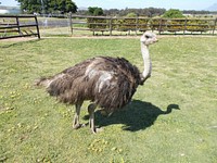 "Tom Thumb" at the Cape Town Ostrich ranch in Johannesburg is the World's smallest Ostrich as certified by the "Guinness book of World Records". Original public domain image from Wikimedia Commons