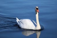 Swan in Bled. Original public domain image from Wikimedia Commons