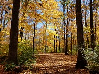 Upper Arlington, Ohio. Original public domain image from Wikimedia Commons