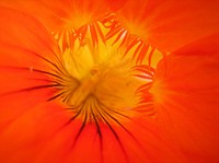 Nasturtium Orange. Original public domain image from Wikimedia Commons