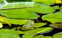 A frog on a Nuphar pumila leaf. Original public domain image from <a href="https://commons.wikimedia.org/wiki/File:Frog-1495034_960_720.jpg" target="_blank" rel="noopener noreferrer nofollow">Wikimedia Commons</a>