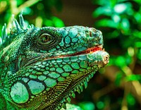 Green Iguana iguana head. Original public domain image from Wikimedia Commons