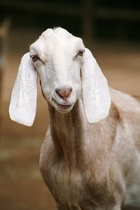 Goat. Original public domain image from Wikimedia Commons