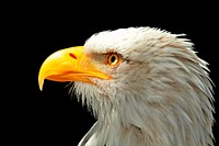 A head of a Bald Eagle (Haliaeetus leucocephalus). Original public domain image from Wikimedia Commons