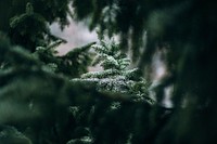 Pine tree, Poland. Original public domain image from Wikimedia Commons