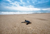 A baby sea turtle. Original public domain image from <a href="https://commons.wikimedia.org/wiki/File:Turtle-2201433_960_720.jpg" target="_blank" rel="noopener noreferrer nofollow">Wikimedia Commons</a>