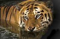 A tiger in the water. Original public domain image from Wikimedia Commons