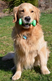 Sitting dog with dumbbell. Original public domain image from Wikimedia Commons