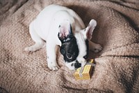 French bulldog biting small Christmas present. Original public domain image from <a href="https://commons.wikimedia.org/wiki/File:Dog-2617516_1920.jpg" target="_blank">Wikimedia Commons</a>