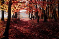 Autumn forest. Original public domain image from Wikimedia Commons