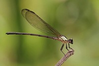 A damselfly whose species I do not know. Help would be appreciative. Original public domain image from Wikimedia Commons