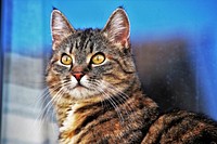 Tabby cat. Original public domain image from Wikimedia Commons