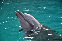 Dolphin. Original public domain image from <a href="https://commons.wikimedia.org/wiki/File:Golfinho.jpg" target="_blank">Wikimedia Commons</a>