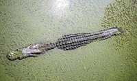 Partially submerged alligator stealthily waiting in shallow waters with algal bloom. Original public domain image from Wikimedia Commons