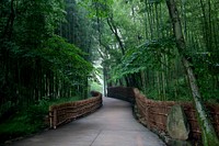 Bamboo tree pathway. Original public domain image from Wikimedia Commons