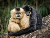 Ape hug. Original public domain image from Wikimedia Commons