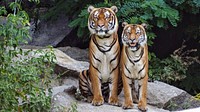 Two orange tigers sitting beside each other. Original public domain image from Wikimedia Commons