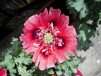 A red/pink Opium Poppy (papaver somniferum) in flower. Original public domain image from <a href="https://commons.wikimedia.org/wiki/File:Poppy_from_above.JPG" target="_blank" rel="noopener noreferrer nofollow">Wikimedia Commons</a>
