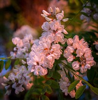 Beautiful flowers. Original public domain image from Wikimedia Commons