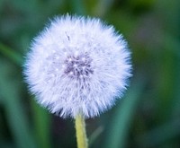 Macro shot of dandelion. Original public domain image from Wikimedia Commons